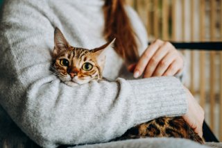 猫との生活も悪くないけど（写真:iStock）