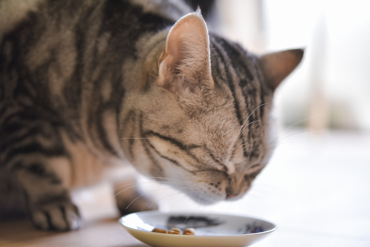 猫は生きることに一生懸命だ（写真:iStock）