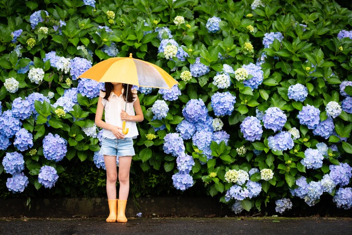 雨が降ると紫陽花がよりきれいに見える…と思えば、ね。（写真:iStock）