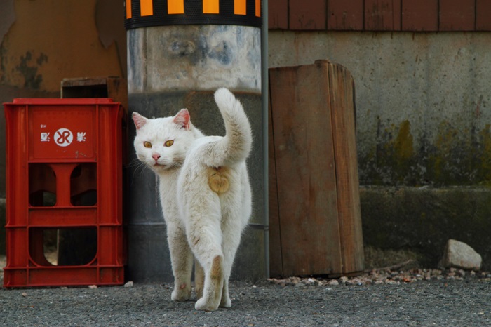 （写真:芳澤ルミ子）