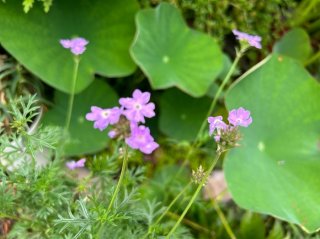 去年植えたタピアンがこぼれ種子で花が咲いた／無断転載禁止 （C）コクハク