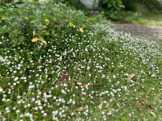 日陰で育つ植物などもグランドカバーにオススメ／無断転載禁止 （C）コクハク