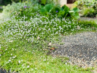 グランドカバーや砂利などで雑草対策をしてあるお庭／無断転載禁止 （C）コクハク