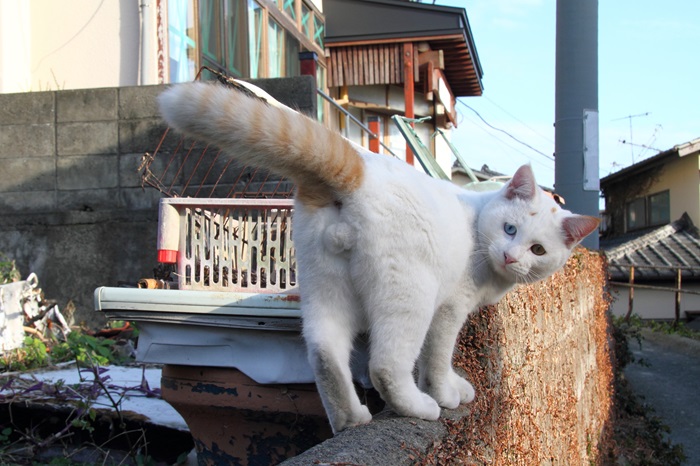 （写真:芳澤ルミ子）