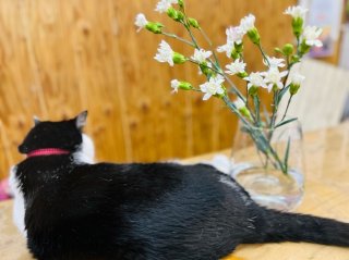 花瓶もこれくらいユッタリだと日持ちがええで　byさぶ店長／無断転載禁止 （C）コクハク