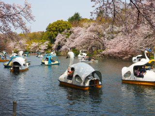 14年目で井の頭公園のジンクスが？（写真:iStock）