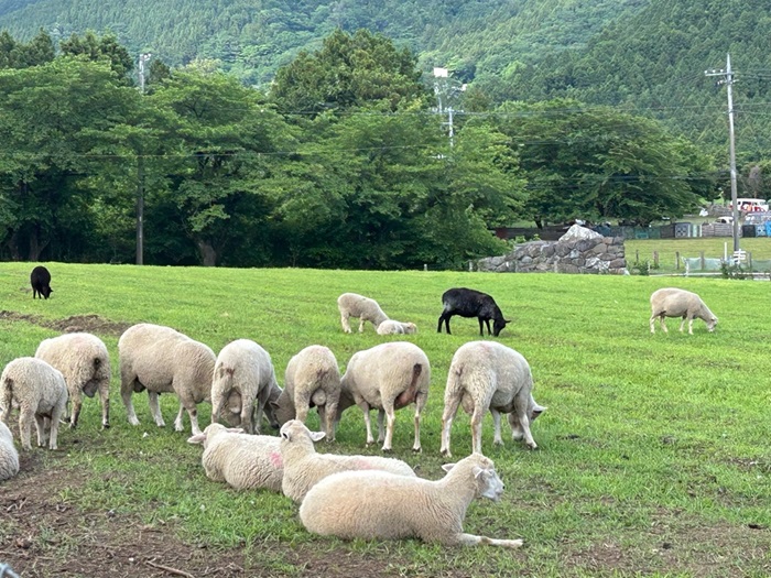 車で訪れると最初に迎えてくれる羊たち／無断転載禁止 （C）コクハク