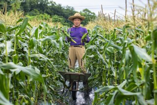 手塩にかけて育てた自慢のホワイトコーン「白蜜の甘極」（写真:Koji Takano／無断転載禁止）