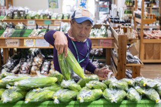 朝採りホワイトコーン「白蜜の甘極」を道の駅はくしゅうに並べる。この時期の日課（写真:Koji Takano／無断転載禁止）