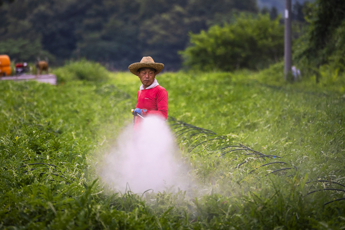 夕方の水撒き。これまでは毎日することはなかった（写真:Koji Takano／無断転載禁止）