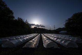 毎日日暮れまで作業は続く（写真:Koji Takano／無断転載禁止）