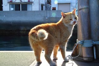 （写真：芳澤ルミ子）