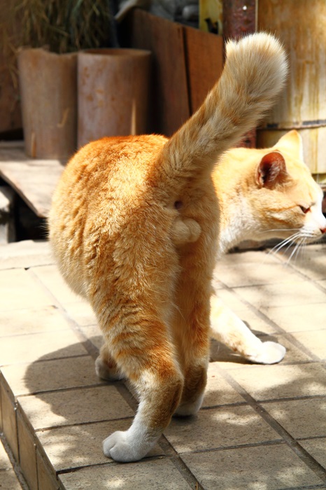 （写真:芳澤ルミ子）