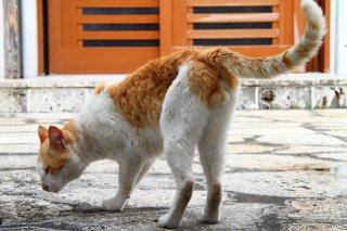 （写真:芳澤ルミ子）