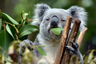 ユーカリといえばコアラですな（写真:iStock）