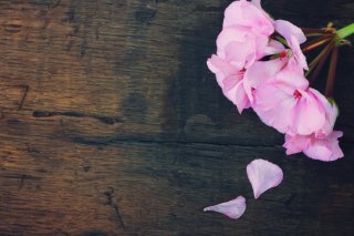 ローズゼラニウムのお花（写真:iStock）