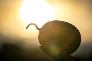 夕焼けセレブ登場（写真:koji Takano／無断転載禁止）