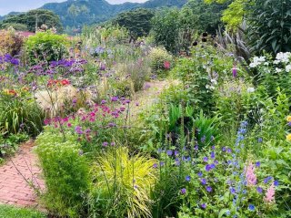 地植えはなんとか頑張ってくれると信じたい／無断転載禁止 （C）コクハク