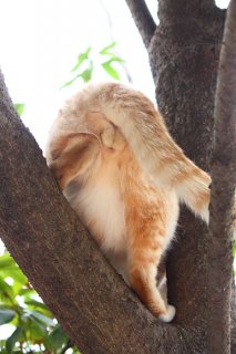 万年夏休みなんて羨ましい！ 木登り中のやんちゃ“たまたま”