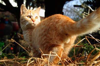 癒しと勇気を与えるにゃ！ 天使みたいな“たまたま”にロックオン