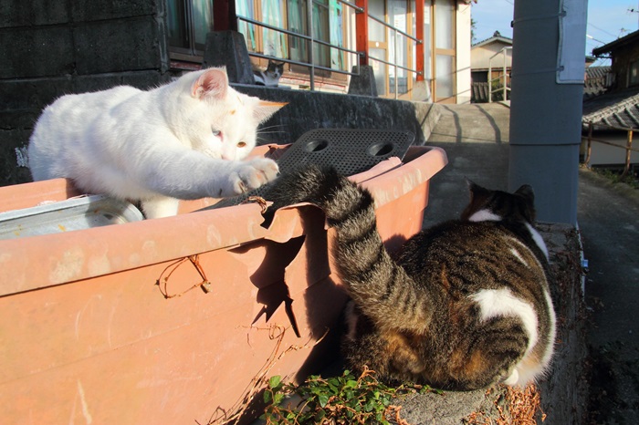 （写真:芳澤ルミ子）