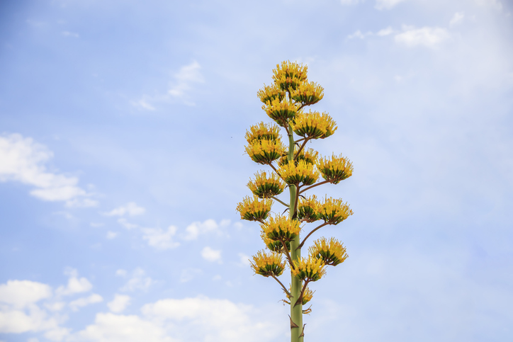 「リュウゼツラン」が各地で開花（写真:iStock）