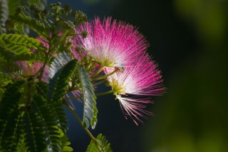 あの人気観葉植物が地震を予知!? 植物の異変から事前兆候を察知する話