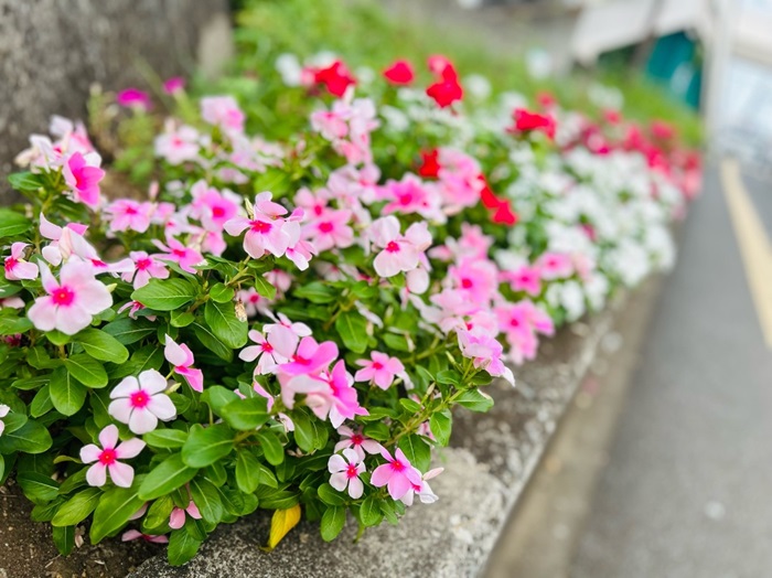 暑い夏の花壇　誰が優勝か？／無断転載禁止 （C）コクハク