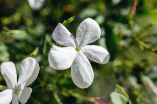 華やかな「ロイヤルジャスミン」の香りを味方に（写真:iStock）