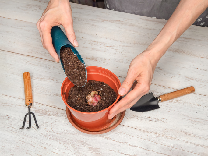 その秋植え、ちょっと待って！（写真:iStock）