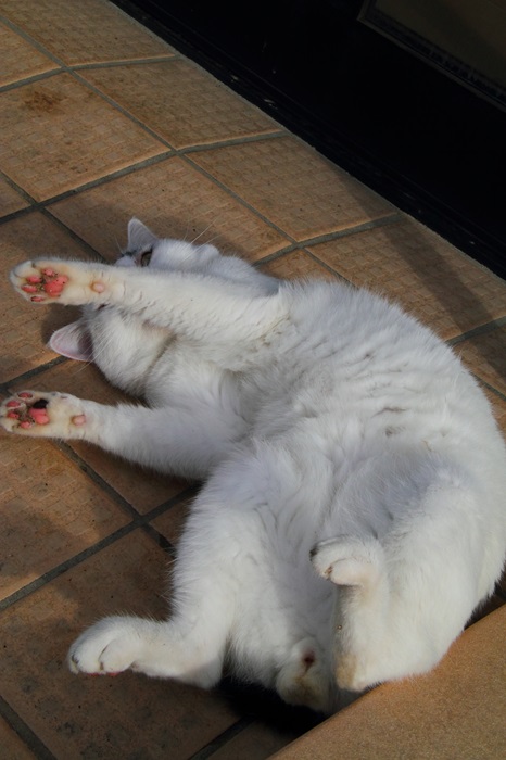 （写真:芳澤ルミ子）