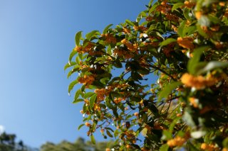 いい香りから紅葉まで♡ お花屋さん太鼓判！「秋を感じる花」5選