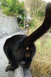 もふもふが恋しい季節に♡愛しの“たまたま9玉”でほっこり一息しましょ