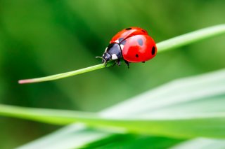 草食、肉食、菌食のてんとうむしがいるよ（写真:iStock）