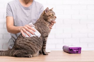 苦しゅうない（写真:iStock）