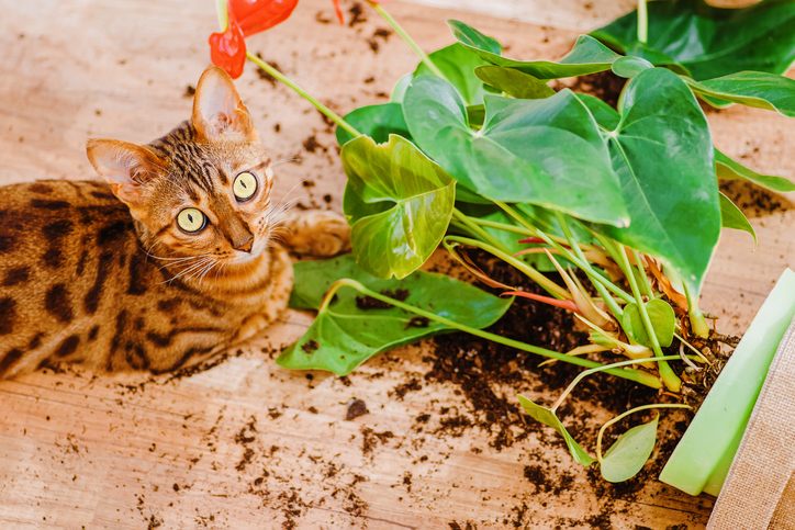 そこに土があったので（写真:iStock）