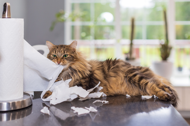 ダメと言われほど、やりたくなるの（写真:iStock）