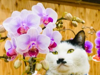 諦めないで！猫と共に送る安全な植物生活。花屋が実践する「3つの心得と6つの対策」