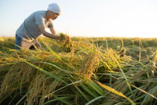 実家がコメ農家！（写真:iStock）