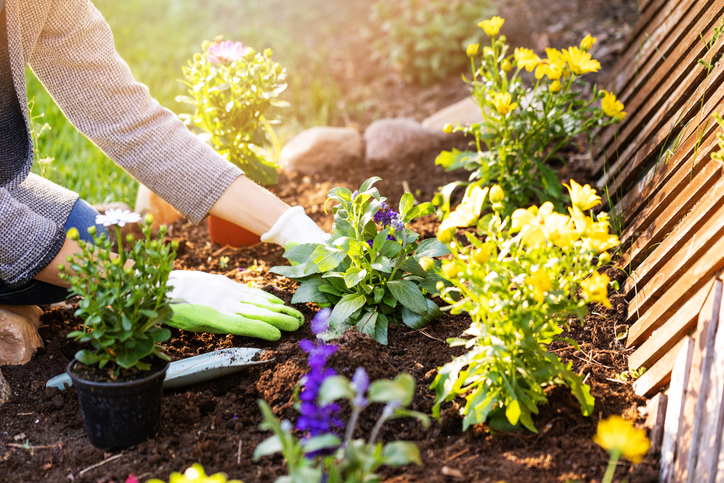 草花を先に（写真:iStock）