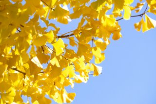 イチョウ並木が黄色くなったら（写真:iStock）