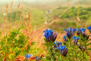 野山に咲くリンドウ（写真:iStock）