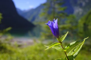 凛とした佇まいが美しい（写真:iStock）