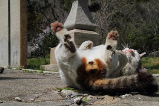 （写真:芳澤ルミ子）