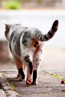 深まる秋にピッタリ！ “たまたま”の後ろ姿にただよう漢の哀愁