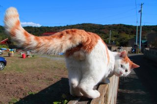 実りの秋！ 澄みわたる青空の下“たまたま”狩りに出かけませんか？