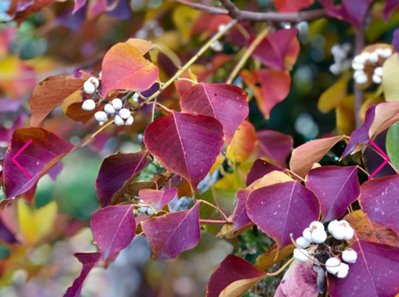 秋が深まると紅葉に紛れて白い実が顔を出す／無断転載禁止 （C）コクハク