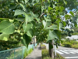 今の時期はまだこんなに青い実／無断転載禁止 （C）コクハク