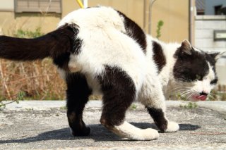 3年ぶりのご登場！ 超個性的なうし柄“たまたま”は今日も元気です