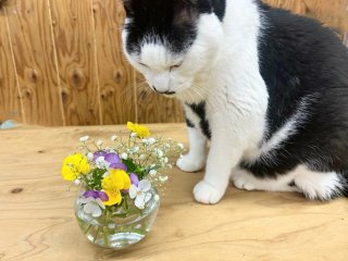 金運ガチで上げたい！「パンジーの切り花」が超絶オススメな理由＆“最高のコラボ”の飾り方は？